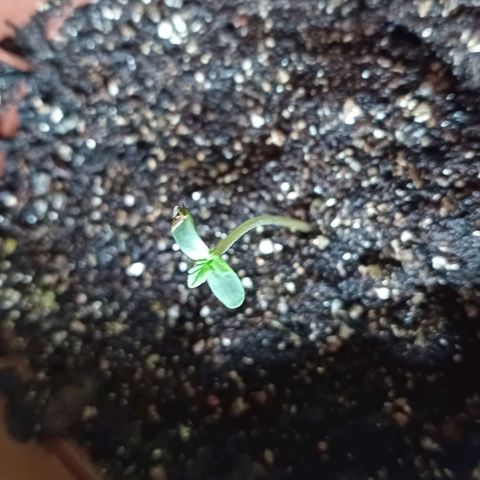 Maria das Graças (Wedding Cake Auto) growlog timeline photo