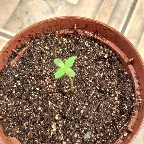 Maria das Graças (Wedding Cake Auto) growlog timeline photo