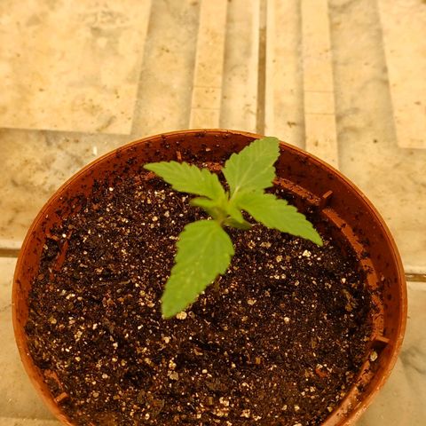 Maria das Graças (Wedding Cake Auto) growlog timeline photo