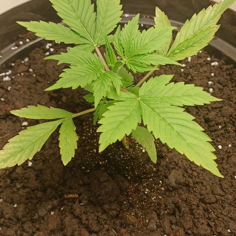 Maria das Graças (Wedding Cake Auto) growlog timeline photo