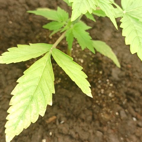 Maria das Graças (Wedding Cake Auto) growlog timeline photo
