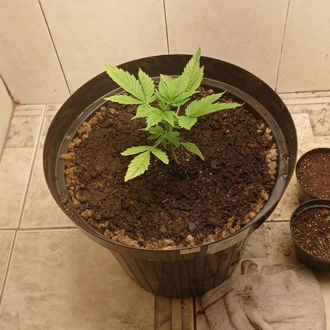 Maria das Graças (Wedding Cake Auto) growlog timeline photo