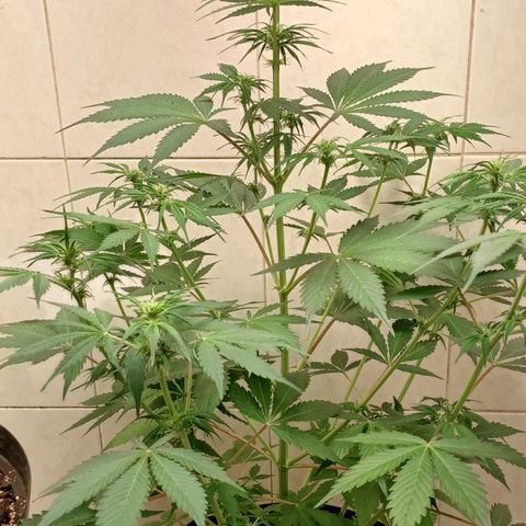 Maria das Graças (Wedding Cake Auto) growlog timeline photo