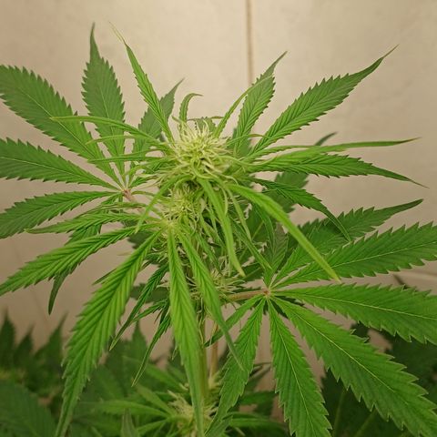 Maria das Graças (Wedding Cake Auto) growlog timeline photo