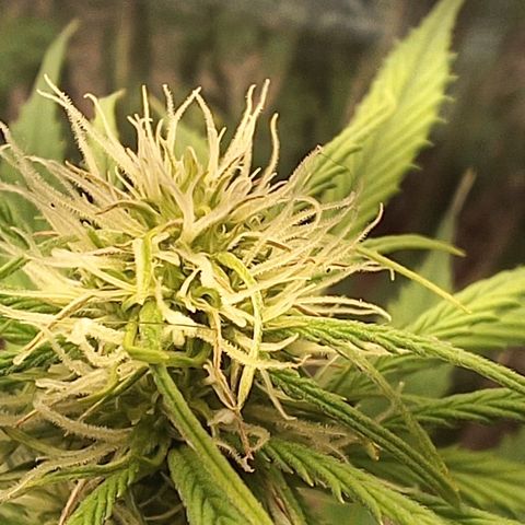 Maria das Graças (Wedding Cake Auto) growlog timeline photo