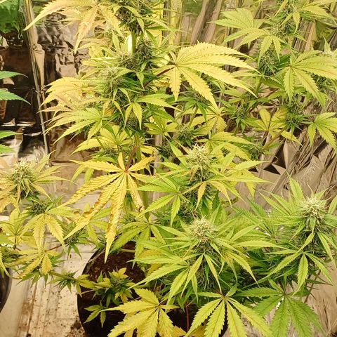 Maria das Graças (Wedding Cake Auto) growlog timeline photo