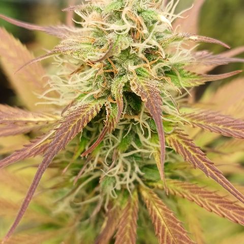 Maria das Graças (Wedding Cake Auto) growlog timeline photo
