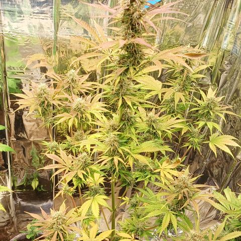 Maria das Graças (Wedding Cake Auto) growlog timeline photo