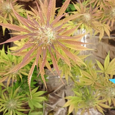 Maria das Graças (Wedding Cake Auto) growlog timeline photo