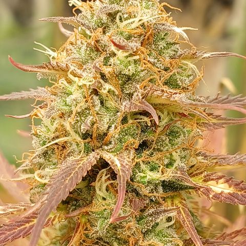 Maria das Graças (Wedding Cake Auto) growlog timeline photo