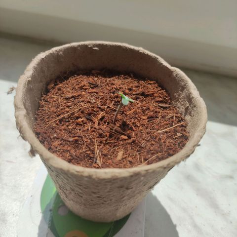 Hazii growlog timeline photo