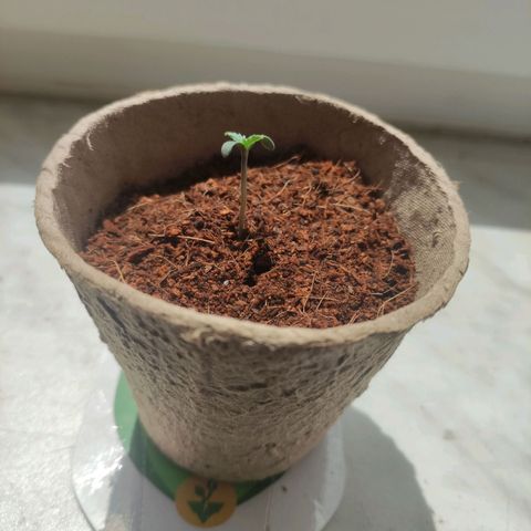 Easii growlog timeline photo