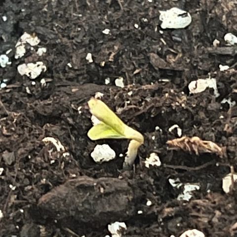 Bella growlog photo: Das Licht der Welt erblicken🩷