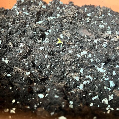 Bella growlog photo: Das Licht der Welt erblicken🩷