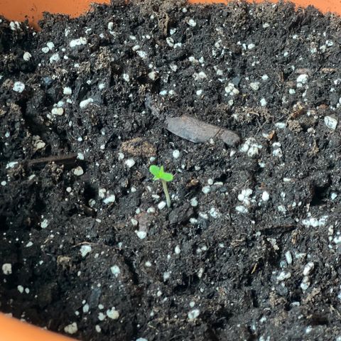Bella growlog photo: Aufrecht gestellt🩷