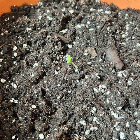 Bella growlog photo: Aufrecht gestellt🩷