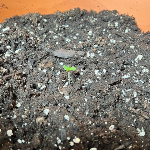 Bella growlog photo: Aufrecht gestellt🩷