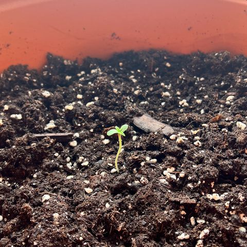 Bella growlog photo: Ein bisschen größer, immer in Richtung Sonne☀️