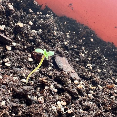 Bella growlog photo: Ein bisschen größer, immer in Richtung Sonne☀️