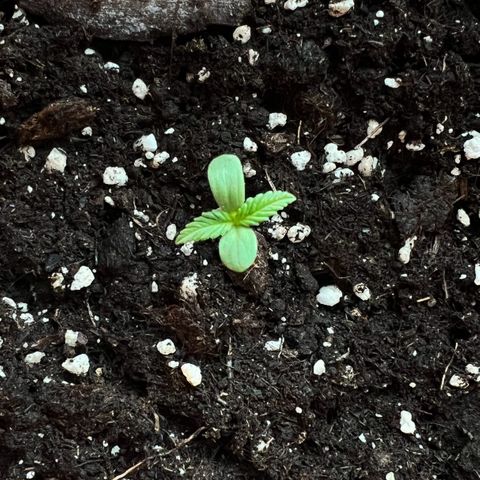 Bella growlog photo: Da ist sie mal kurz geschossen🥰