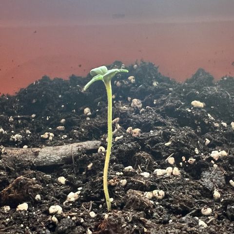 Bella growlog photo: Da ist sie mal kurz geschossen🥰
