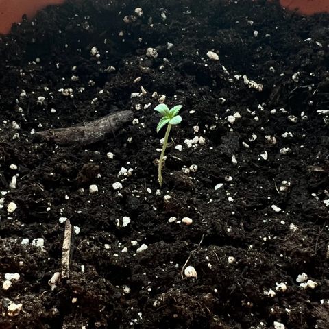 Bella growlog photo: Da ist sie mal kurz geschossen🥰