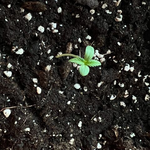 Bella growlog photo: Da ist sie mal kurz geschossen🥰