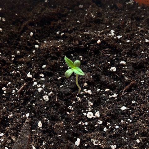 Bella growlog photo: WOW! Sie geht langsam auf!