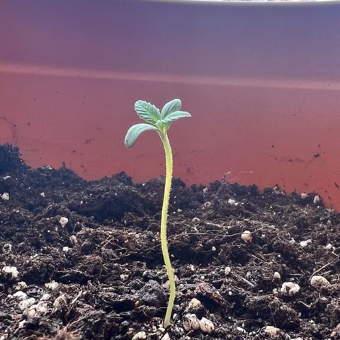 Bella growlog photo: WOW! Sie geht langsam auf!