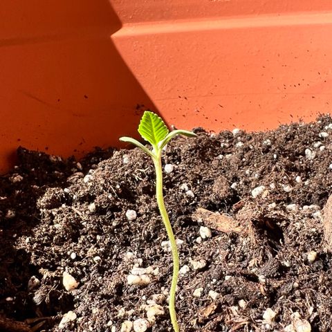 Bella growlog photo: Langsam kommen die nächsten Triebe. Sie wächst und geht auf🥹🩷