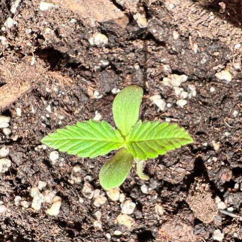 Bella growlog photo: Langsam kommen die nächsten Triebe. Sie wächst und geht auf🥹🩷