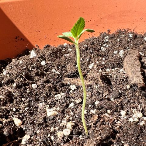 Bella growlog photo: Langsam kommen die nächsten Triebe. Sie wächst und geht auf🥹🩷