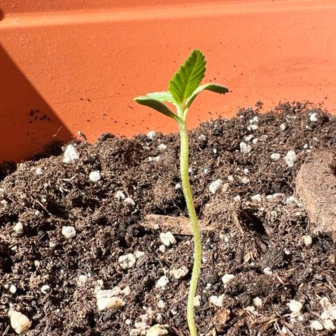 Bella growlog photo: Langsam kommen die nächsten Triebe. Sie wächst und geht auf🥹🩷