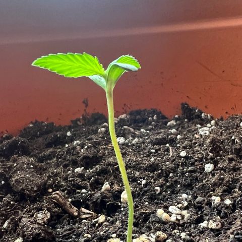 Bella growlog timeline photo