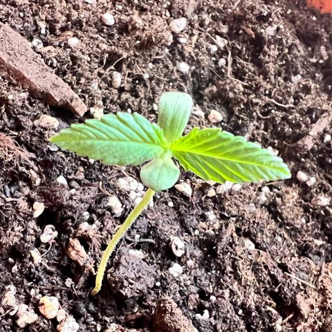 Bella growlog timeline photo