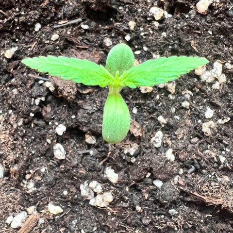 Bella growlog timeline photo