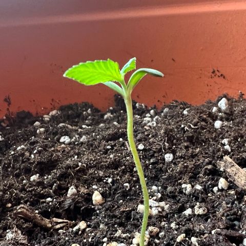 Bella growlog timeline photo
