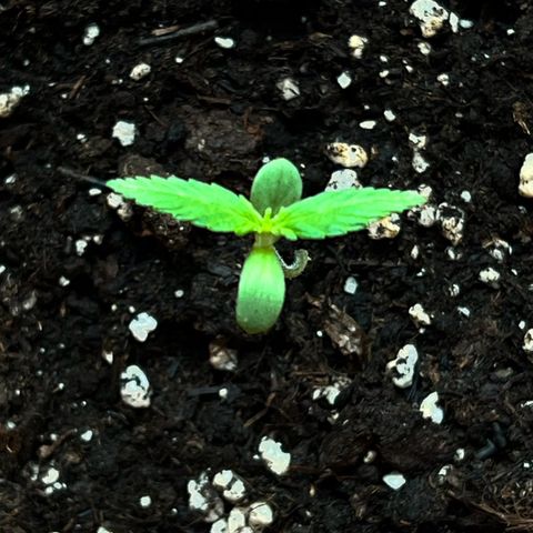 Bella growlog timeline photo