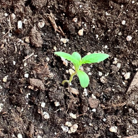 Bella growlog timeline photo