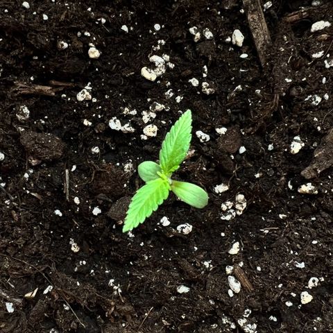 Bella growlog timeline photo