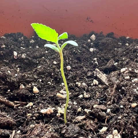 Bella growlog timeline photo