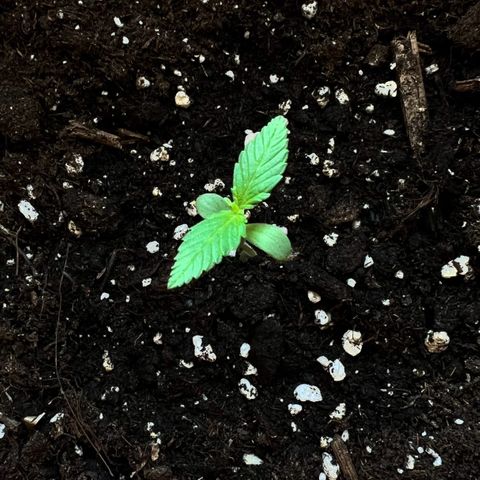 Bella growlog timeline photo