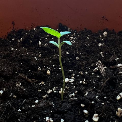 Bella growlog timeline photo