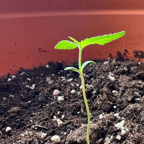 Bella growlog photo: Vegetative kicktttttt