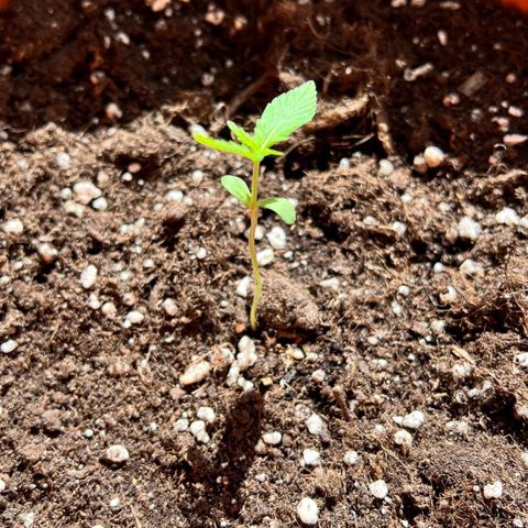 Bella growlog photo: Vegetative kicktttttt