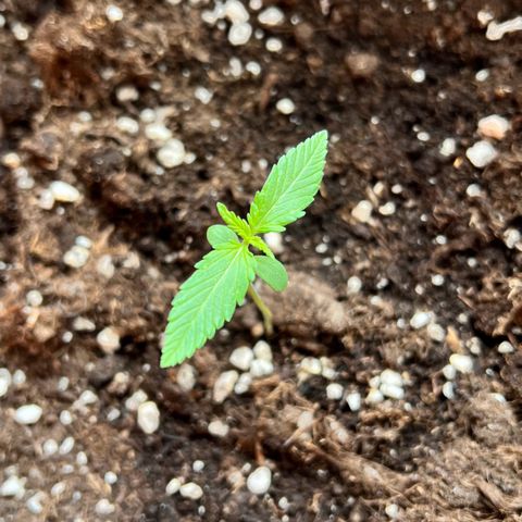 Bella growlog photo: Vegetative kicktttttt