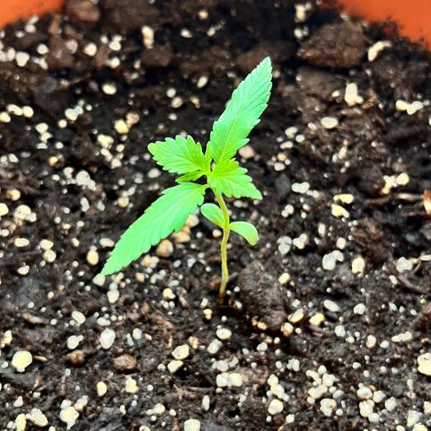 Bella growlog photo: Wow! Über das Wochenende ist sie mal kurz breiter geworden🥰