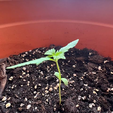Bella growlog photo: Wow! Über das Wochenende ist sie mal kurz breiter geworden🥰