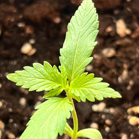 Bella growlog photo: Wow! Über das Wochenende ist sie mal kurz breiter geworden🥰
