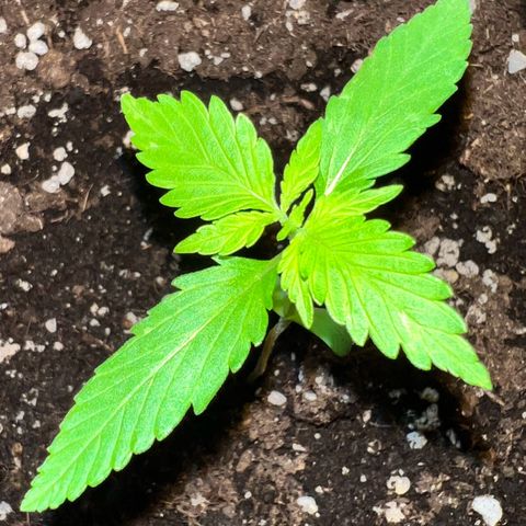 Bella growlog timeline photo